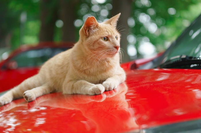 車の上の猫