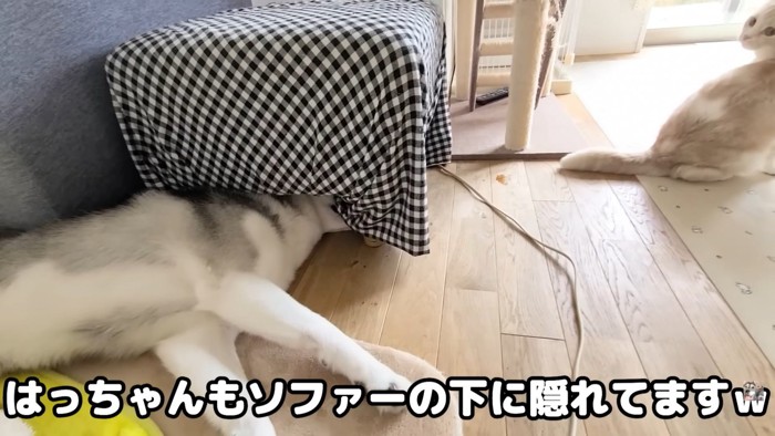 テロップ「はっちゃんも～」