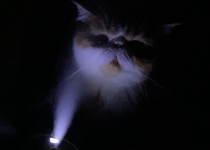 光を下から浴びる猫の顔全体