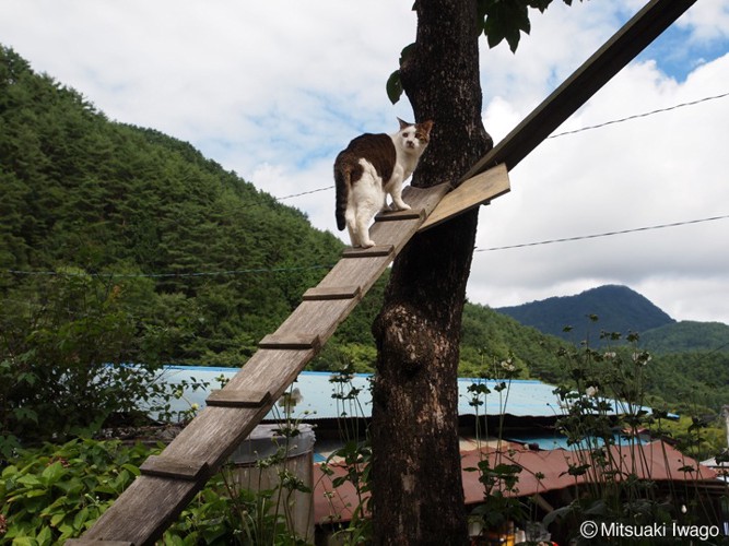 高台の猫