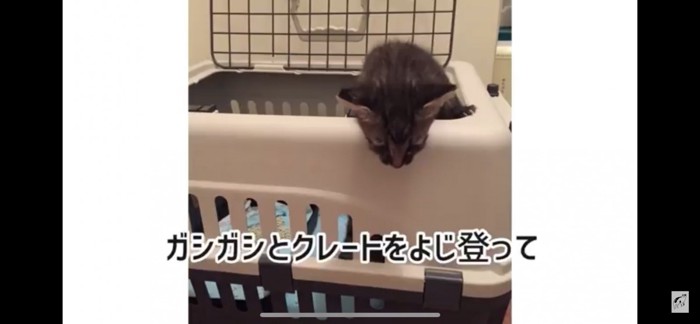 クレートから出る子猫