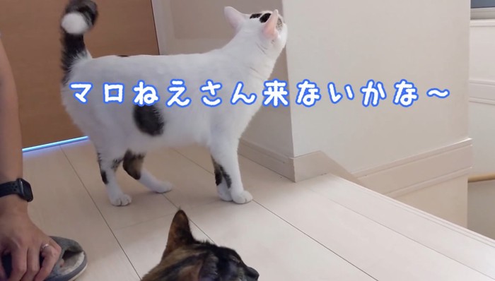 マロねえさん来ないかな〜