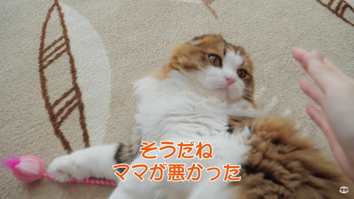 こっちゃんに謝る飼い主さん