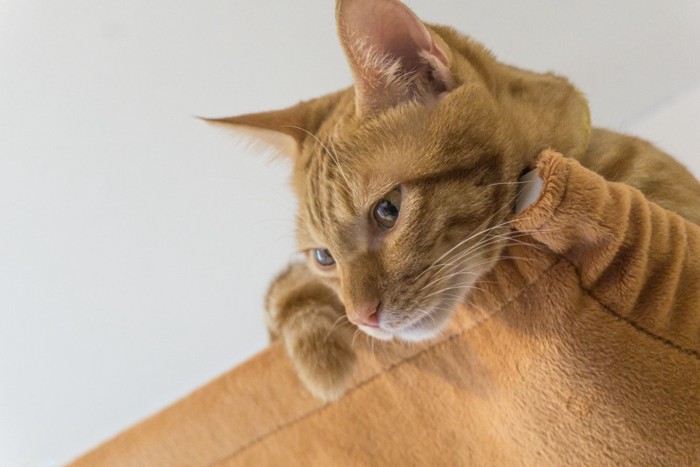 上から覗き見する猫