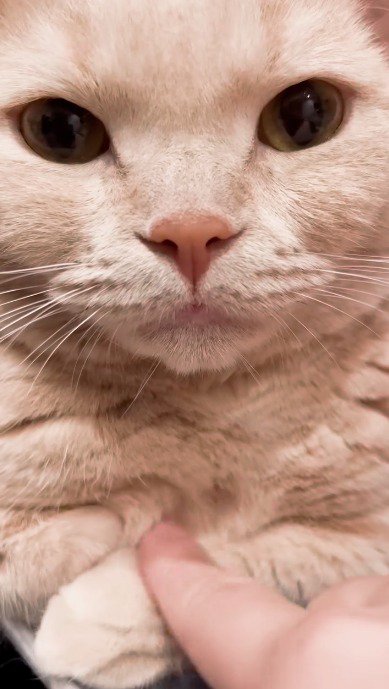 カメラを見つめる猫