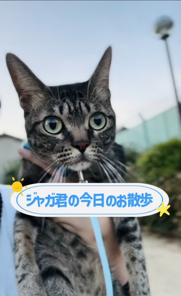 飼い主さんに抱っこされて外を散歩するキジトラ猫