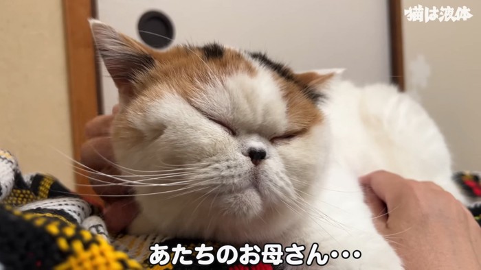 目を閉じる猫