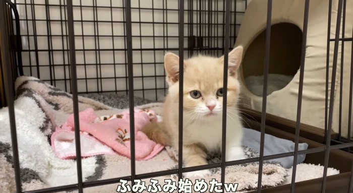 フミフミする猫