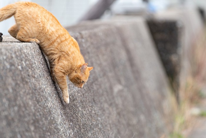 ソファーに座る猫