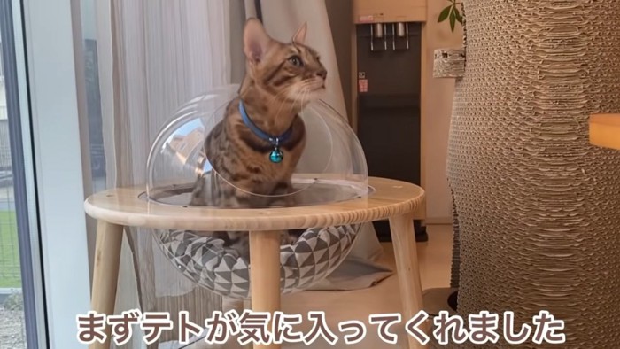 キャットハウスに入る青い首輪の猫