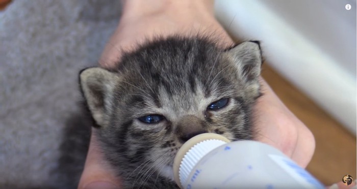 ミルクを飲む猫