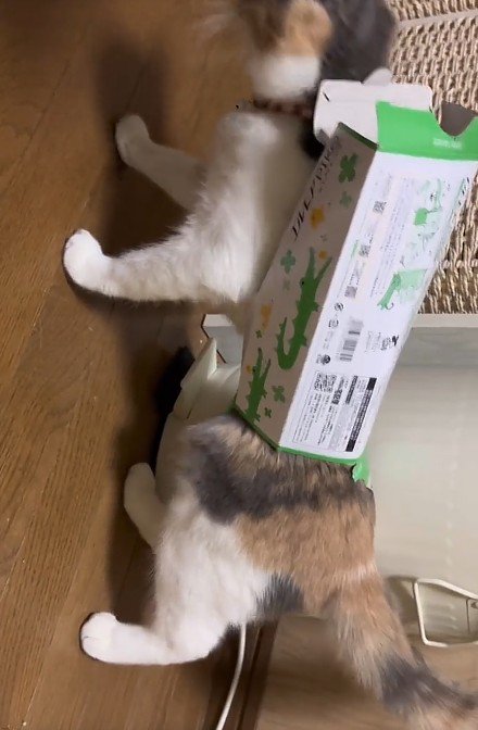 ティッシュ箱を身につけた猫