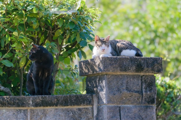 街中で自由に過ごす野良猫