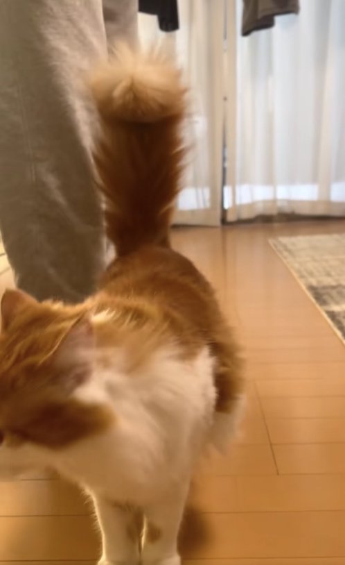 フローリングの上に立っている顔が画面左側に見切れた猫