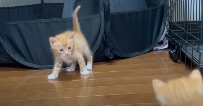 威嚇ポーズする茶トラ子猫と手前に茶トラ子猫の頭