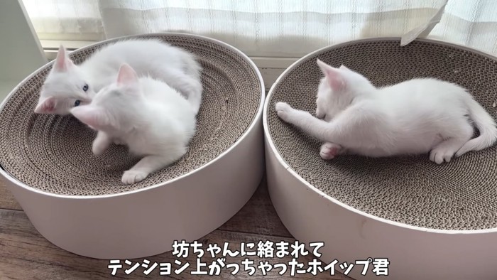 爪とぎの上でじゃれる子猫