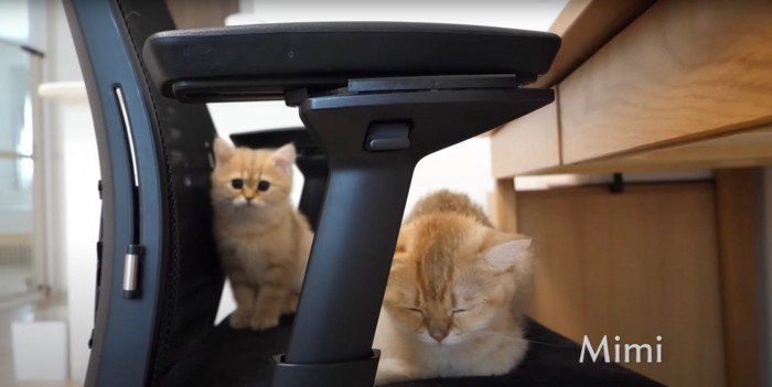 1人眠る猫