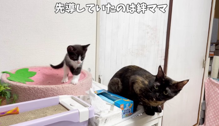 サビ猫とハチワレ子猫