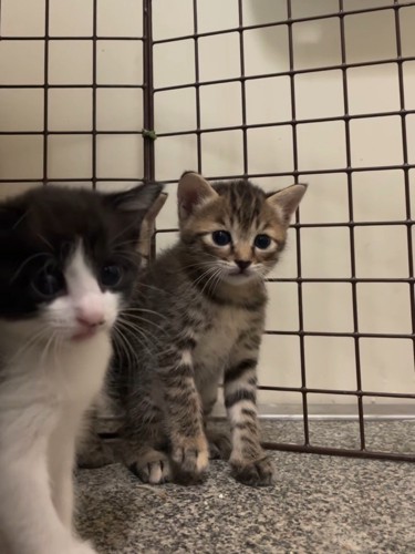 目を丸くする猫