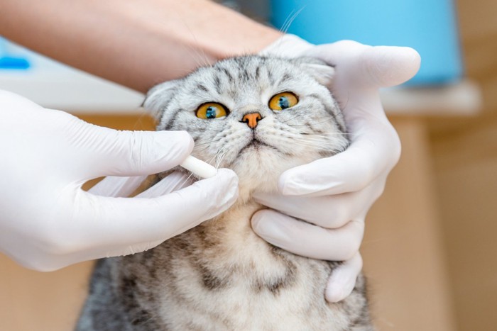 カプセルの薬と猫