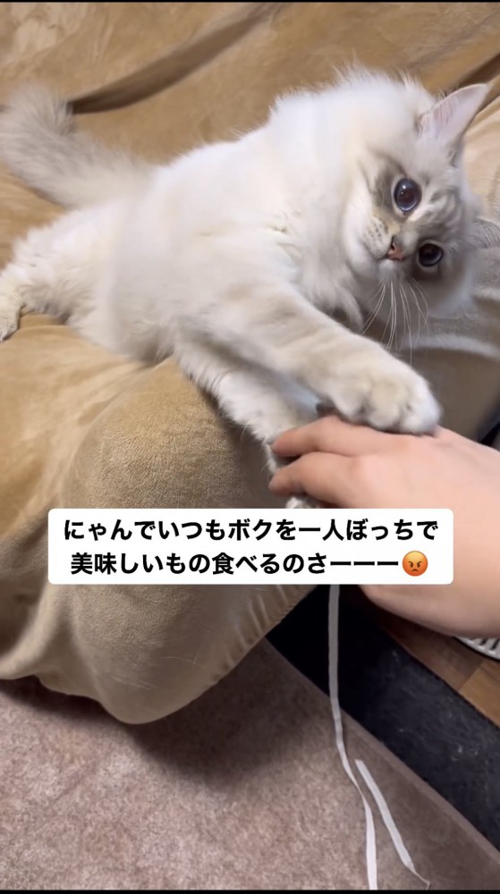 飼い主の手を掴む猫