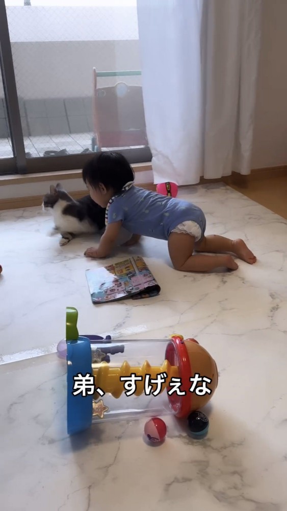 猫と遊ぶ赤ちゃん