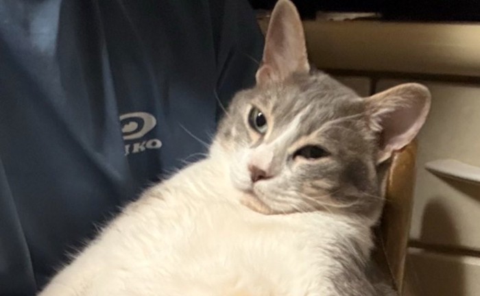 猫の顔