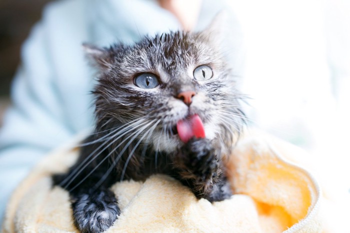 シャンプー後前肢を舐める猫