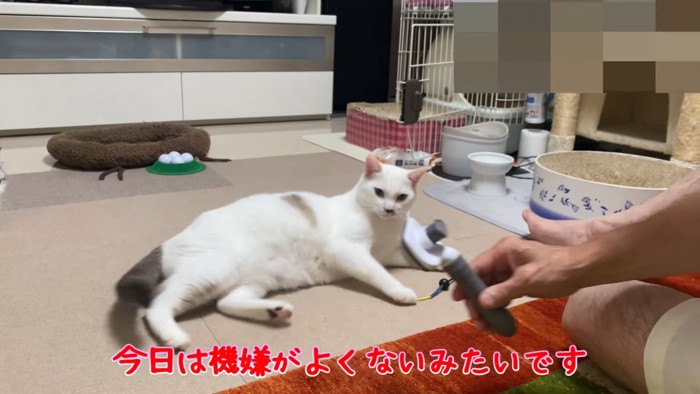 寝そべる猫