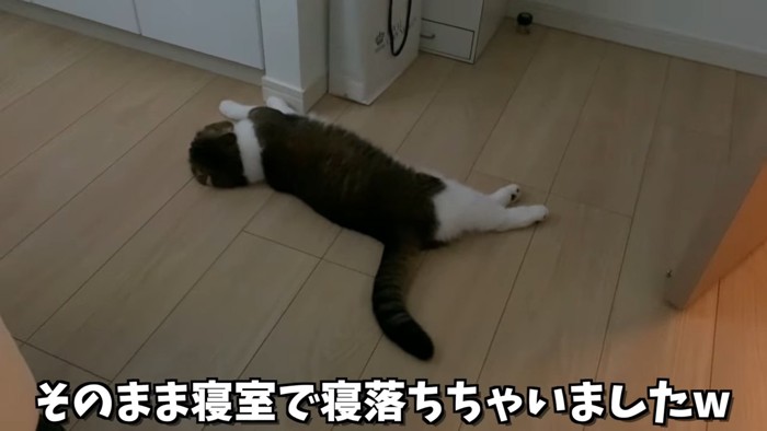 床で寝る猫