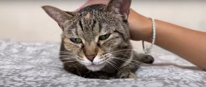 人に撫でられている猫