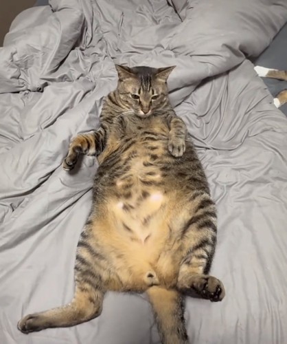 仰向けでくつろぐ猫