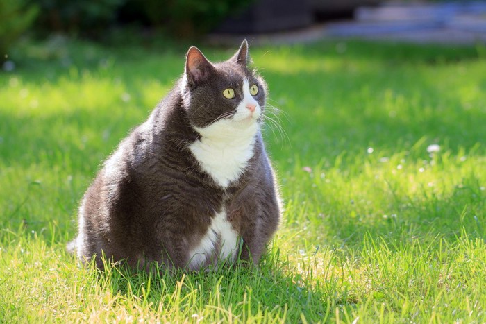 肥満の猫