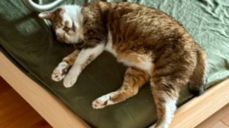 寝ている猫