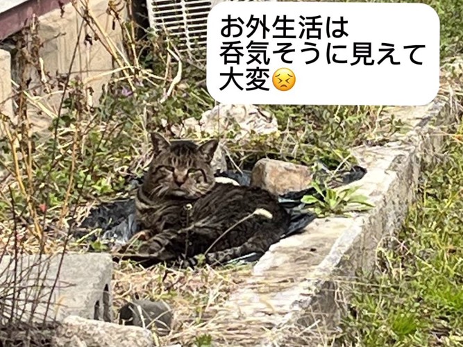 外で寝そべる猫