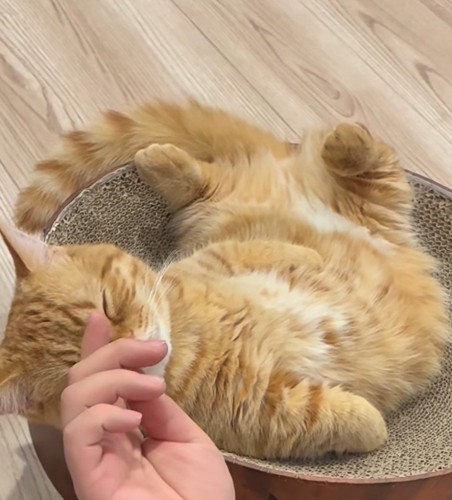 飼い主に額を指で撫でられて目をつむる猫