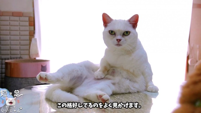 座る猫