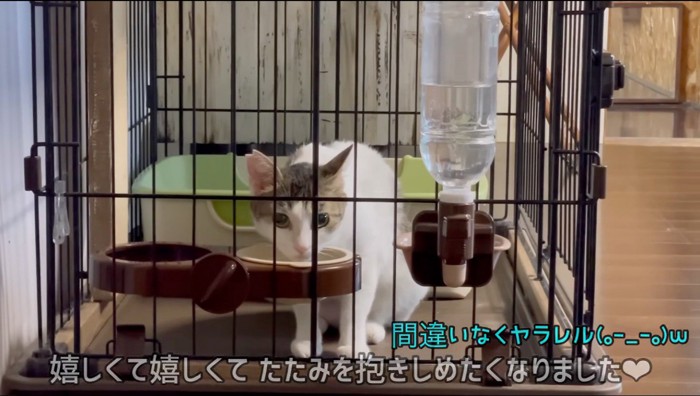 カメラを見ながらごはんを食べるブチ猫