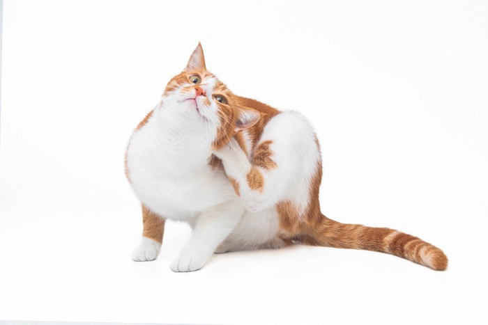 首を掻く猫