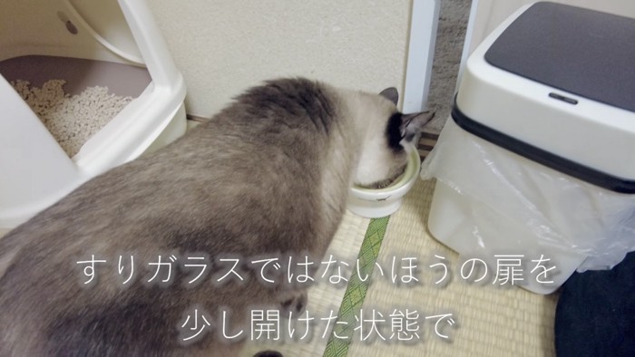 扉を向いて食べる猫