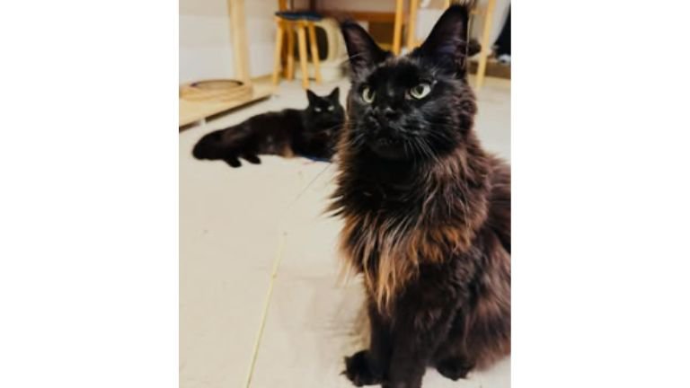 室内にいる猫