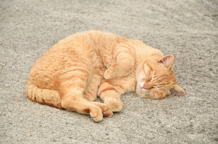 地面でお昼寝する猫