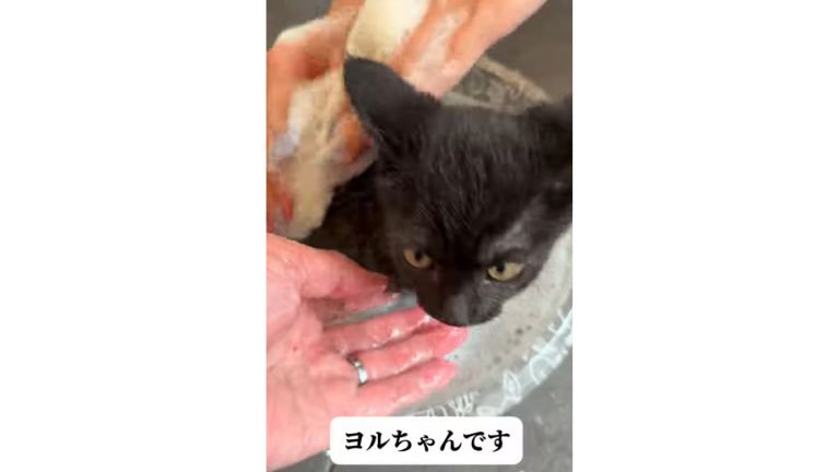 お風呂に入っている猫