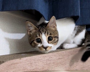 身を低くする猫