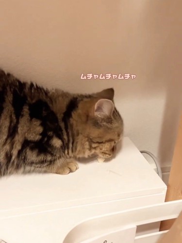 下を向いている猫