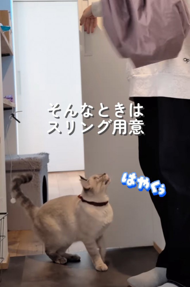 上を見る猫