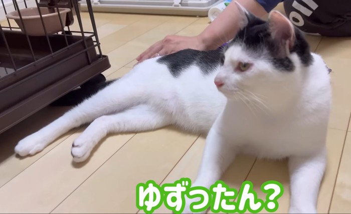 ゆずったん？の文字と白黒猫