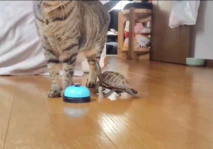猫と亀