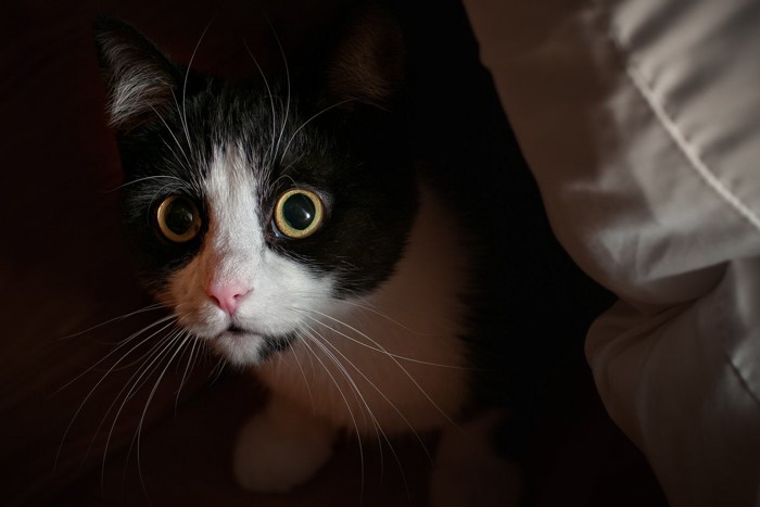目を丸くしている猫
