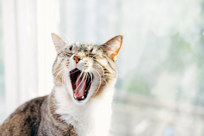 大きく口を開けてあくびをする猫